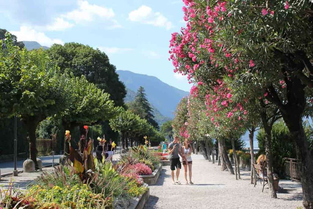 trees with bright pink flowers line a walkway alongside Lake Como in Italy